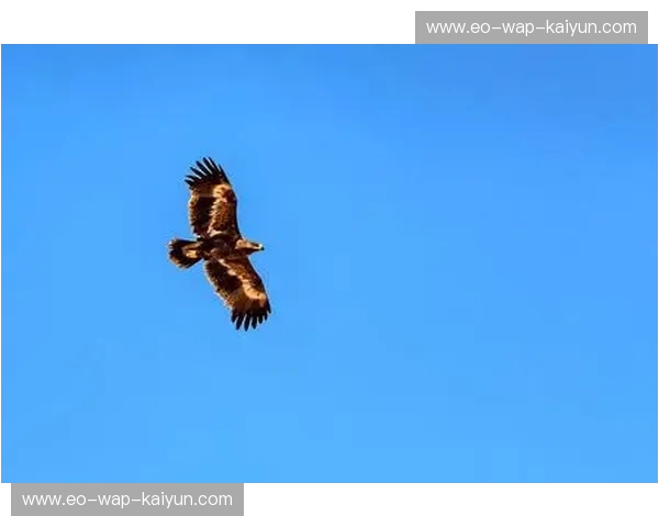 绿茵之巅的铁血碰撞：当巴尔干雄鹰遭遇瓦伦西亚“小青蛙”的逆袭战